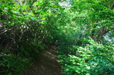 An Agéd Path Artharva Sahay Participant 15 15 18