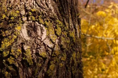 Bark Isabella Miller participant 18 15 18