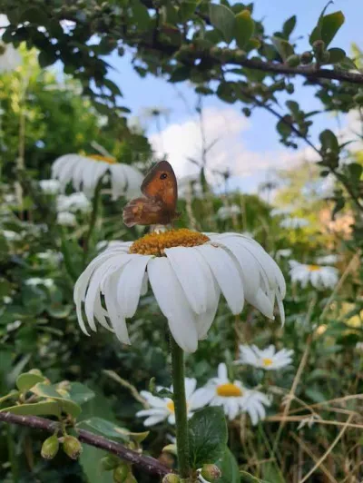 Daisy Grazing Rowan Du Gard Runner Up 6 6 14