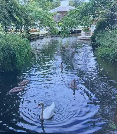 Family of swans at watermill Lucas Runner Up 12 6 12