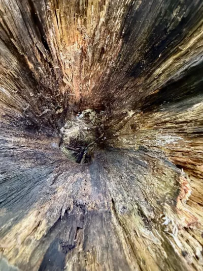 Hollow Tobi Barnet Jones participant 12 6 14