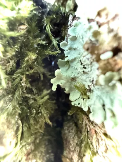 Microcosm Tobi Barnett Jones participant 12 6 14