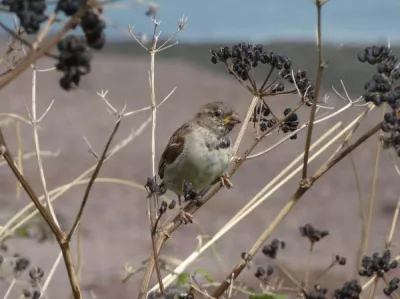 Pausing for thought Grace Elliott Stone Runner up 16 16 18
