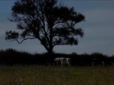 Under the Tree Annabelle Mc Donagh participant 14 6 14