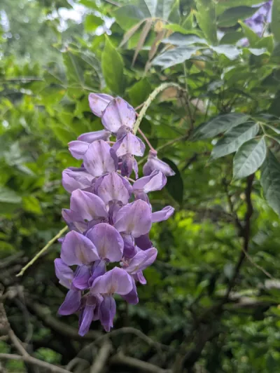 Wisteria colour Tommy Reid 13 6 14