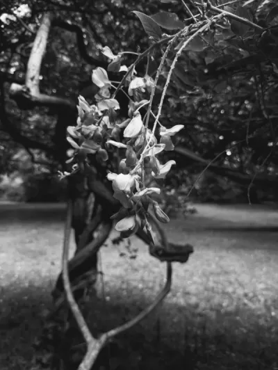 Wisteria b and w Tommy Reid 13 6 14