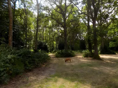 Woodland Wanderer Annabelle Mc Donagh participant 14 6 14